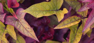 Sonbahar yaprakları dokusu, yakın plan. Altın, turuncu, sarı, kırmızı renkler. Doğal desen. Doku, arka plan. Sonbahar mevsimi, doğa, mevsimler, çevre koruma, ekoloji