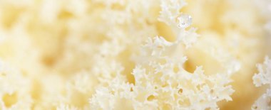 Yeşil bir yaz bahçesinde dekoratif süs lahana (beyaz lahana). Çiy damlaları, yumuşak güneş ışığı. Doğal dokular. Peyzaj, bahçıvanlık, kırsal, çiftlik, çiçekçilik.