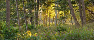 Sis içindeki esrarengiz kuzey ormanları. Güçlü ağaçlar, bitkiler, yosun, eğreltiotu. Yumuşak ışık, güneş ışınları. Sonbaharın başı, İskandinavya. Doğa, ekoloji, çevre koruma. Rüya, peri masalı teması
