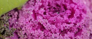 Yeşil bir yaz bahçesinde dekoratif lavanta lahanası (lavanta lahanası). Çiy damlaları, yumuşak güneş ışığı. Doğal dokular. Peyzaj, bahçıvanlık, kırsal, çiftlik, çiçekçilik.