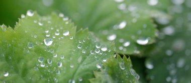 Taze yeşil yapraklar, kristal berrak çiy damlaları, aşırı yakın çekim. Doğal doku, arka plan, makro fotoğrafçılık. Saf doğa, ekoloji, çevre