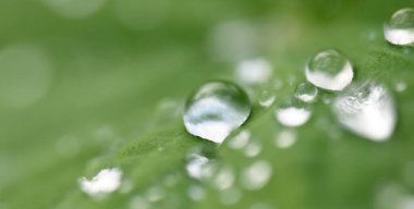 Taze yeşil yapraklar, kristal berrak çiy damlaları, aşırı yakın çekim. Doğal doku, arka plan, makro fotoğrafçılık. Saf doğa, ekoloji, çevre