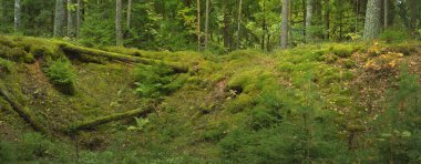 Esrarengiz bir kuzey ormanının aşırı gelişmiş tepeleri. Güçlü ağaçlar, bitkiler, yosun, eğreltiotu. Sonbaharın başı, İskandinavya. Doğa, ekoloji, çevre koruma, eko-turizm, yürüyüş kavramları