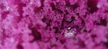 Yeşil bir yaz bahçesinde dekoratif lavanta lahanası (lavanta lahanası). Çiy damlaları, yumuşak güneş ışığı. Doğal dokular. Peyzaj, bahçıvanlık, kırsal, çiftlik, çiçekçilik.