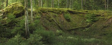 Esrarengiz bir kuzey ormanının aşırı gelişmiş tepeleri. Güçlü ağaçlar, bitkiler, yosun, eğreltiotu. Sonbaharın başı, İskandinavya. Doğa, ekoloji, çevre koruma, eko-turizm, yürüyüş kavramları