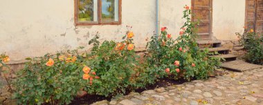 Kırsal ahşap kapılı ve pencereli geleneksel taş ev. Çiçek açan güller, güzel bahçeler. Idyllic kırsal kesim. Seyahat yerleri, yerel turizm, şehir simgeleri, bahçe düzenlemeleri, peyzaj.