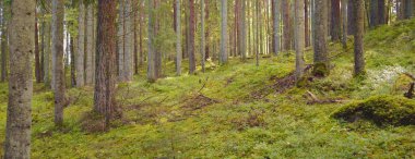 Esrarengiz bir kuzey ormanının aşırı gelişmiş tepeleri. Güçlü ağaçlar, bitkiler, yosun, eğreltiotu. Sonbaharın başı, İskandinavya. Doğa, ekoloji, çevre koruma, eko-turizm, yürüyüş kavramları