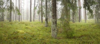 Görkemli Evergreen Ormanı 'nın panoramik manzarası. Güçlü çam ve çam ağaçları, yosun, eğrelti otu, bitkiler. Sis, sis, yumuşak güneş ışığı. Atmosferik manzara. Doğa, çevre, ekoloji. İsveç, İskandinavya
