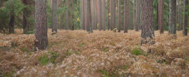Sonsuz yeşil ormanın içinden geçen yol. Güçlü çam ve çam ağaçları, altın eğreltiotu yaprakları, yosunlar, bitkiler. Yumuşak güneş ışığı. Atmosferik manzara. Sonbahar renkleri. Doğa, mevsimler, ekoloji, ekotuizm