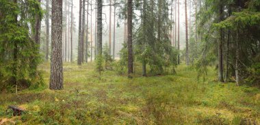 Görkemli Evergreen Ormanı 'nın panoramik manzarası. Güçlü çam ve çam ağaçları, yosun, eğrelti otu, bitkiler. Sis, sis, yumuşak güneş ışığı. Atmosferik manzara. Doğa, çevre, ekoloji. İsveç, İskandinavya