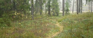 Görkemli Evergreen Ormanı 'na giden yol. Güçlü çam ve çam ağaçları, yosun, eğrelti otu, bitkiler. Sis. Bulutlu bir gün. Atmosferik manzara. Doğa, çevre, ekoloji. İsveç, İskandinavya