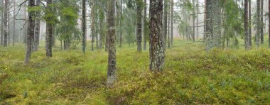 Görkemli Evergreen Ormanı 'nın panoramik manzarası. Güçlü çam ve çam ağaçları, yosun, eğrelti otu, bitkiler. Sis, sis, yumuşak güneş ışığı. Atmosferik manzara. Doğa, çevre, ekoloji. İsveç, İskandinavya