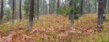 Sonsuz yeşil ormanın içinden geçen yol. Güçlü çam ve çam ağaçları, altın eğreltiotu yaprakları, yosunlar, bitkiler. Yumuşak güneş ışığı. Atmosferik manzara. Sonbahar renkleri. Doğa, mevsimler, ekoloji, ekotuizm