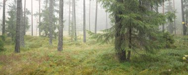 Görkemli Evergreen Ormanı 'nın panoramik manzarası. Güçlü çam ve çam ağaçları, yosun, eğrelti otu, bitkiler. Sis, sis, yumuşak güneş ışığı. Atmosferik manzara. Doğa, çevre, ekoloji. İsveç, İskandinavya