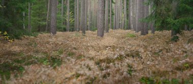 Sonsuz yeşil ormanın içinden geçen yol. Güçlü çam ve çam ağaçları, altın eğreltiotu yaprakları, yosunlar, bitkiler. Yumuşak güneş ışığı. Atmosferik manzara. Sonbahar renkleri. Doğa, mevsimler, ekoloji, ekotuizm