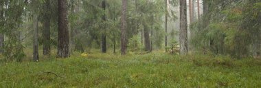 Görkemli Evergreen Ormanı 'nın panoramik manzarası. Güçlü çam ve çam ağaçları, yosun, eğrelti otu, bitkiler. Sis, sis, yumuşak güneş ışığı. Atmosferik manzara. Doğa, çevre, ekoloji. İsveç, İskandinavya