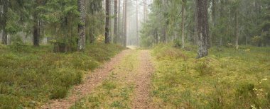 Görkemli Evergreen Ormanı 'na giden yol. Güçlü çam ve çam ağaçları, yosun, eğrelti otu, bitkiler. Sis. Bulutlu bir gün. Atmosferik manzara. Doğa, çevre, ekoloji. İsveç, İskandinavya