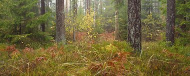 Sonsuz yeşil ormanın içinden geçen yol. Güçlü çam ve çam ağaçları, altın eğreltiotu yaprakları, yosunlar, bitkiler. Yumuşak güneş ışığı. Atmosferik manzara. Sonbahar renkleri. Doğa, mevsimler, ekoloji, ekotuizm