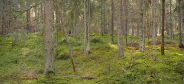 Görkemli çam ormanının tepelerinden geçen yol. Güçlü ağaçlar, yosunlar, bitkiler. Yumuşak günbatımı ışığı. Saf doğa, çevresel koruma, eko-turizm.