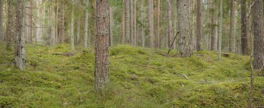 Görkemli çam ormanının tepelerinden geçen yol. Güçlü ağaçlar, yosunlar, bitkiler. Yumuşak günbatımı ışığı. Saf doğa, çevresel koruma, eko-turizm.
