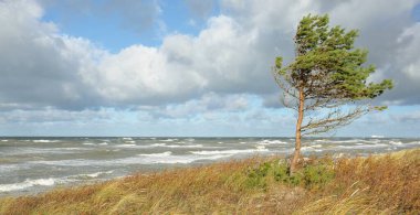 Yağmurdan sonra Baltık kıyıları. Kum tepeleri, kum tepeleri, yalnız ağaçlar. Dramatik günbatımı gökyüzü, parlayan fırtına bulutları, rüzgar. Resimli panoramik manzara. Doğa, çevre, değişken hava, kasırga