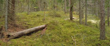 Görkemli çam ormanının tepelerinden geçen yol. Güçlü ağaçlar, yosunlar, bitkiler. Yumuşak günbatımı ışığı. Saf doğa, çevresel koruma, eko-turizm.