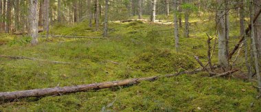 Görkemli çam ormanının tepelerinden geçen yol. Güçlü ağaçlar, yosunlar, bitkiler. Yumuşak günbatımı ışığı. Saf doğa, çevresel koruma, eko-turizm.