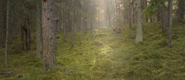 Görkemli çam ormanının tepelerinden geçen yol. Güçlü ağaçlar, yosunlar, bitkiler. Yumuşak günbatımı ışığı. Saf doğa, çevresel koruma, eko-turizm.