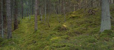 Görkemli çam ormanının tepelerinden geçen yol. Güçlü ağaçlar, yosunlar, bitkiler. Yumuşak günbatımı ışığı. Saf doğa, çevresel koruma, eko-turizm.