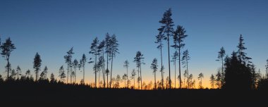 Günbatımında Evergreen Ormanı. Güçlü çam ağaçlarının karanlık siluetleri. Gökyüzü açık. Atmosferik manzara. Doğa, çevre koruma, ormanların tahrip edilmesi, yeniden ağaçlandırılması
