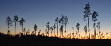 Günbatımında Evergreen Ormanı. Güçlü çam ağaçlarının karanlık siluetleri. Gökyüzü açık. Atmosferik manzara. Doğa, çevre koruma, ormanların tahrip edilmesi, yeniden ağaçlandırılması