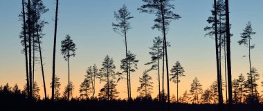 Günbatımında Evergreen Ormanı. Güçlü çam ağaçlarının karanlık siluetleri. Gökyüzü açık. Atmosferik manzara. Doğa, çevre koruma, ormanların tahrip edilmesi, yeniden ağaçlandırılması