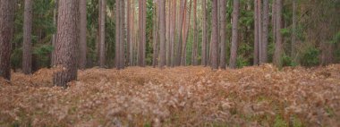 Sonsuz yeşil ormanın içinden geçen yol. Güçlü çam ve çam ağaçları, altın eğreltiotu yaprakları, yosunlar, bitkiler. Yumuşak güneş ışığı. Atmosferik manzara. Sonbahar renkleri. Doğa, mevsimler, ekoloji, ekotuizm