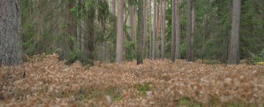 Sonsuz yeşil ormanın içinden geçen yol. Güçlü çam ve çam ağaçları, altın eğreltiotu yaprakları, yosunlar, bitkiler. Yumuşak güneş ışığı. Atmosferik manzara. Sonbahar renkleri. Doğa, mevsimler, ekoloji, ekotuizm