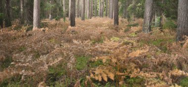 Sonsuz yeşil ormanın içinden geçen yol. Güçlü çam ve çam ağaçları, altın eğreltiotu yaprakları, yosunlar, bitkiler. Yumuşak güneş ışığı. Atmosferik manzara. Sonbahar renkleri. Doğa, mevsimler, ekoloji, ekotuizm