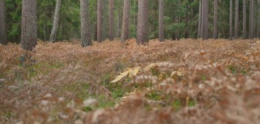 Sonsuz yeşil ormanın içinden geçen yol. Güçlü çam ve çam ağaçları, altın eğreltiotu yaprakları, yosunlar, bitkiler. Yumuşak güneş ışığı. Atmosferik manzara. Sonbahar renkleri. Doğa, mevsimler, ekoloji, ekotuizm