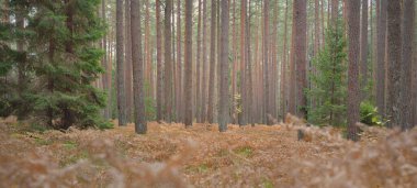 Sonsuz yeşil ormanın içinden geçen yol. Güçlü çam ve çam ağaçları, altın eğreltiotu yaprakları, yosunlar, bitkiler. Yumuşak güneş ışığı. Atmosferik manzara. Sonbahar renkleri. Doğa, mevsimler, ekoloji, ekotuizm