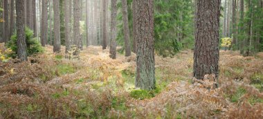 Sonsuz yeşil ormanın içinden geçen yol. Güçlü çam ve çam ağaçları, altın eğreltiotu yaprakları, yosunlar, bitkiler. Yumuşak güneş ışığı. Atmosferik manzara. Sonbahar renkleri. Doğa, mevsimler, ekoloji, ekotuizm