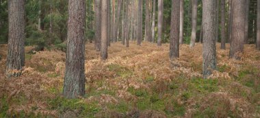 Sonsuz yeşil ormanın içinden geçen yol. Güçlü çam ve çam ağaçları, altın eğreltiotu yaprakları, yosunlar, bitkiler. Yumuşak güneş ışığı. Atmosferik manzara. Sonbahar renkleri. Doğa, mevsimler, ekoloji, ekotuizm