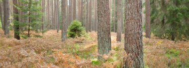 Sonsuz yeşil ormanın içinden geçen yol. Güçlü çam ve çam ağaçları, altın eğreltiotu yaprakları, yosunlar, bitkiler. Yumuşak güneş ışığı. Atmosferik manzara. Sonbahar renkleri. Doğa, mevsimler, ekoloji, ekotuizm