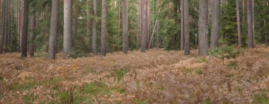 Sonsuz yeşil ormanın içinden geçen yol. Güçlü çam ve çam ağaçları, altın eğreltiotu yaprakları, yosunlar, bitkiler. Yumuşak güneş ışığı. Atmosferik manzara. Sonbahar renkleri. Doğa, mevsimler, ekoloji, ekotuizm