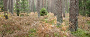 Sonsuz yeşil ormanın içinden geçen yol. Güçlü çam ve çam ağaçları, altın eğreltiotu yaprakları, yosunlar, bitkiler. Yumuşak güneş ışığı. Atmosferik manzara. Sonbahar renkleri. Doğa, mevsimler, ekoloji, ekotuizm