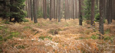 Sonsuz yeşil ormanın içinden geçen yol. Güçlü çam ve çam ağaçları, altın eğreltiotu yaprakları, yosunlar, bitkiler. Yumuşak güneş ışığı. Atmosferik manzara. Sonbahar renkleri. Doğa, mevsimler, ekoloji, ekotuizm