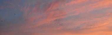 Açık mavi gökyüzü. Pembe ve altın renkli bulutlar. Gün doğumu. Dramatik bulut manzarası. Sanat, meteoroloji, cennet, umut, barış, grafik kaynakları, resimli panoramik manzara