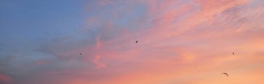 Açık mavi gökyüzü. Pembe ve altın renkli bulutlar. Gün doğumu. Dramatik bulut manzarası. Sanat, meteoroloji, cennet, umut, barış, grafik kaynakları, resimli panoramik manzara