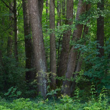 Yeşil yaz yaprak döken orman. Ağaç gövdeleri yakın plan. Karanlık atmosferik manzara. Doğa, ekoloji, çevre koruma