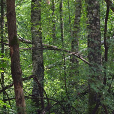 Yeşil yaz yaprak döken orman. Ağaç gövdeleri yakın plan. Karanlık atmosferik manzara. Doğa, ekoloji, çevre koruma