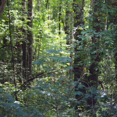 Yeşil yaz yaprak döken orman. Ağaç gövdeleri yakın plan. Karanlık atmosferik manzara. Doğa, ekoloji, çevre koruma