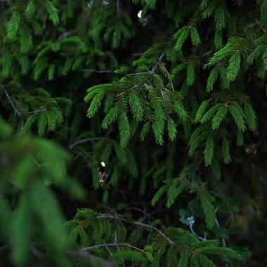 Genç çam ağacının yeşil iğneleri. Çam ormanı. Yumuşak güneş ışığı. Bokeh 'te ağaçlar bulanıklaştı. Makrofotoğrafçılık, grafik kaynaklar, kopyalama alanı. Doğa, mevsimler, çevre koruma, yeniden ağaçlandırma