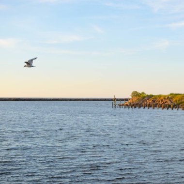 Gün batımında, Martı Baltık kıyılarının kum tepelerinin üzerinde uçuyor. Idyllic yaz manzarası. Gökyüzü açık, güneş ışığı yumuşak. Doğa, mevsimler. Panoramik görünüm, boşluğu kopyala